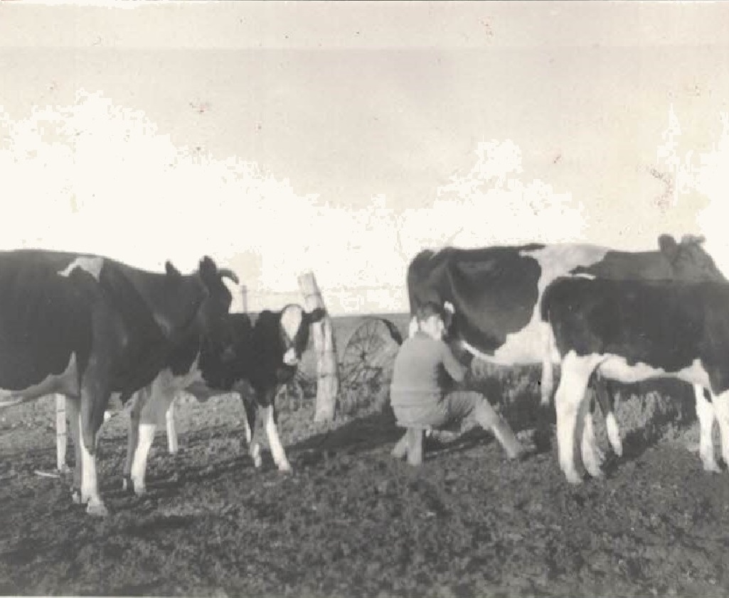 Néstor ordeñando